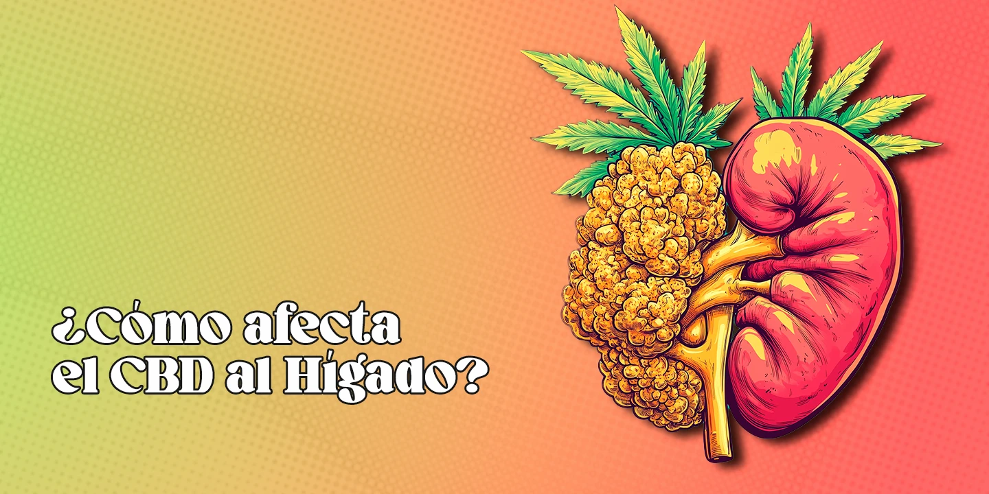 ¿Cómo afecta el CBD al hígado?